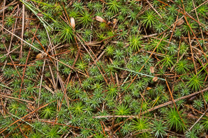 Polytrichum commune (common haircap moss, haircap moss, polytrichum moss)