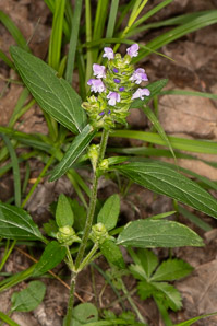 Prunella vulgaris (common selfheal, heal-all, heart-of-the-earth, healall)