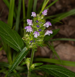 Prunella vulgaris (common selfheal, heal-all, heart-of-the-earth, healall)