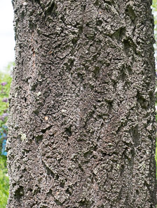 Pseudotsuga menziesii (Douglas fir, Douglas-fir)
