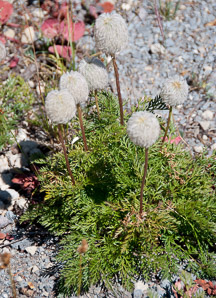 Pulsatilla occidentalis (white pasqueflower, western pasque flower, mountain pasqueflower, pulsatille)