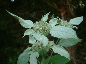 Pycnanthemum incanum (hoary mountain mint, silverleaf mountain mint, hoary mountainmint)