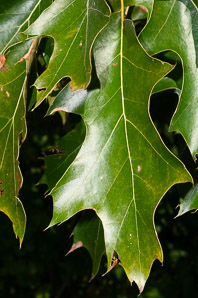 Quercus rubra (northern red oak, champion oak, red oak)