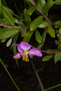 Rhexia virginica (pale meadow beauty, Virginia meadow beauty, handsome harry, wing-stem meadow-pitchers)