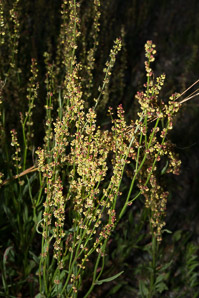 Rumex acetosella (red sorrel, sheep sorrel, sour weed, field sorrel, common sheep sorrel)