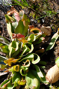 Sarracenia purpurea (purple pitcher plant, American pitcher plant, northern pitcher plant, purple pitcherplant)