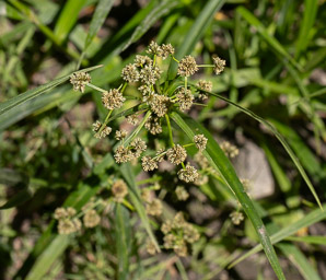 Scirpus atrovirens (green bulrush, dark-green bulrush, dark-green bullrush)
