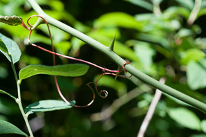 Smilax rotundifolia (common greenbrier, roundleaf greenbrier)