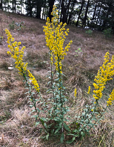 Solidago puberula (downy goldenrod)