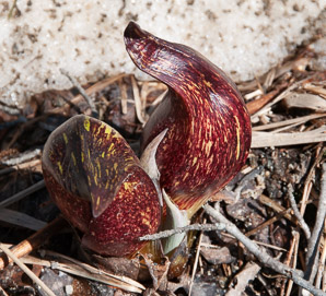 Symplocarpus foetidus (Eastern skunk cabbage, clumpfoot cabbage, foetid pothos, meadow cabbage, polecat weed, skunk cabbage, swamp cabbage)