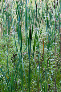 Typha angustifolia (narrow-leaved cattails, narrowleaf cattail, lesser bulrush, lesser reedmace)