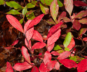 Vaccinium angustifolium (lowbush blueberry, blueberry)