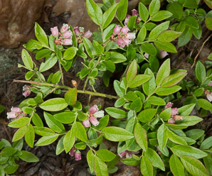 Vaccinium myrtilloides (velvetleaf blueberry, velvetleaf huckleberry, sourtop blueberry)