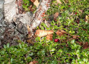 Vaccinium vitis-idaea (lingonberry, mountain cranberry, cowberry, foxberry, red whortleberry, low bush cranberry, low bush partridgeberry, partridgeberry)
