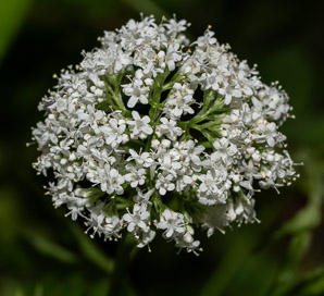 Valeriana officinalis (valerian, garden heliotrope, all-heal, garden valerian)