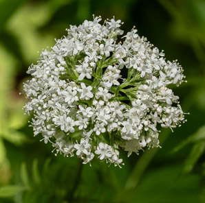 Valeriana officinalis (valerian, garden heliotrope, all-heal, garden valerian)