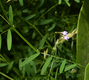 Vicia tetrasperma (slender vetch)
