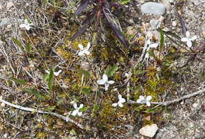 Viola lanceolata (lance-leaved violet)
