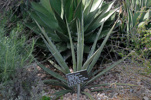 Yucca baccata (blue yucca, banana yucca)