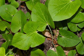 Zizia aptera (heart-leaved golden alexander, meadow zizia, heart-leaved golden alexanders)
