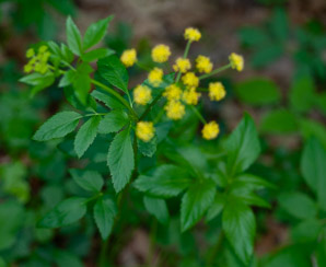 Zizia aurea (golden zizia, golden Alexander, golden Alexanders)