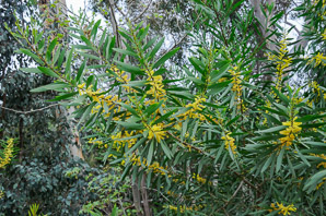 Acacia longifolia (Sydney golden wattle)