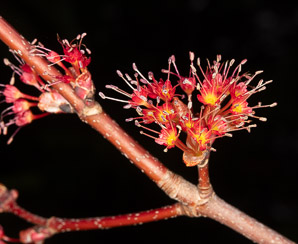 Acer rubrum (red maple, swamp maple, soft maple)
