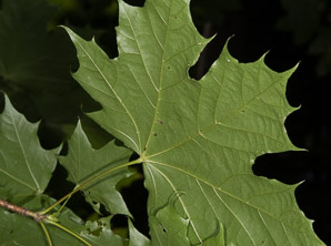 Acer saccharum (sugar maple)