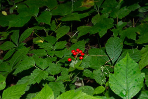 Actaea rubra (red baneberry, red cohosh, snakeberry, cohosh)