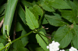 Aegopodium podagraria (ground elder, herb gerard, bishop’s weed, goutweed, gout wort, snow-in-the-mountain, English masterwort, wild masterwort, bishop’s goutweed)