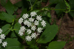 Aegopodium podagraria (ground elder, herb gerard, bishop’s weed, goutweed, gout wort, snow-in-the-mountain, English masterwort, wild masterwort, bishop’s goutweed)