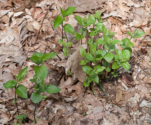 Ageratina aromatica (lesser snakeroot)