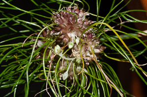 Allium vineale (field garlic, wild garlic, crow garlic)