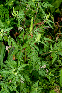 Ambrosia artemisiifolia (common ragweed, ragweed, bitterweed, annual ragweed, roman-wormwood, blackweed, carrot weed, hay fever weed, stammerwort, stickweed, tassel weed, American wormwood)