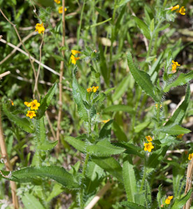 Amsinckia menziesii (orange fiddleneck, small-flowered fiddleneck, rancher’s fiddleneck, common fiddleneck, rancher’s fireweed)