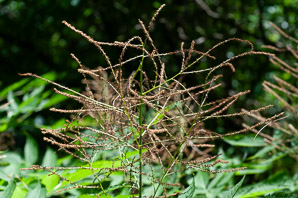 Aruncus dioicus (goat’s beard, bride’s feathers)