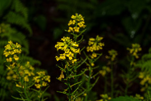 Barbarea vulgaris (winter cress, wintercress, garden yellowrocket, bittercress, herb barbara, rocketcress, yellow rocketcress, winter rocket, wound rocket)