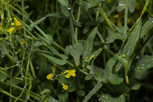 Barbarea vulgaris (winter cress, wintercress, garden yellowrocket, bittercress, herb barbara, rocketcress, yellow rocketcress, winter rocket, wound rocket)