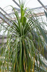 Beaucarnea recurvata (ponytail palm, elephant’s foot palm, bottle palm)