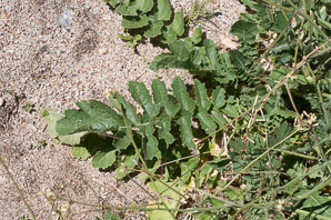Brassica tournefortii (Asian mustard, pale cabbage, African mustard, Sahara mustard)