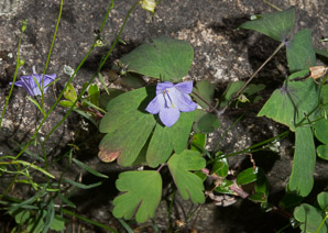 Campanula rotundifolia (bluebell, harebell, bluebell bellflower)