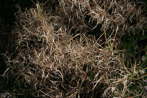 Chamerion angustifolium (fireweed)