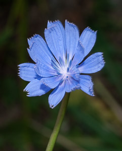 Cichorium intybus (chicory)