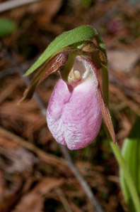 Cypripedium acaule (pink lady’s slipper, moccasin flower, lady’s slipper)