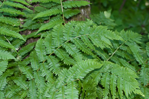 Dryopteris goldieana (Goldie’s wood fern, Goldie’s woodfern)