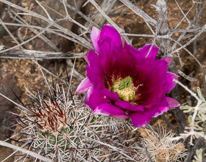 Echinocereus engelmannii (hedgehog cactus, calico cactus, dagger-spine hedgehog, Engelmann’s hedgehog, Howe hedgehog, Indian strawberry cactus, Munz’s hedgehog cactus, needle-spine hedgehog, purple-spined hedgehog, strawberry hedgehog, varied-spine hedgehog, Engelmann hedgehog, Engelmann’s hedgehog cactus)