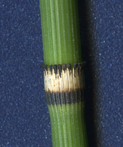 Equisetum hyemale (rough horsetail, common scouring rush, scouringrush horsetail)