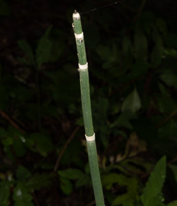 Equisetum hyemale (rough horsetail, common scouring rush)