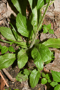 Erigeron philadelphicus (common fleabane, Philadelphia fleabane)