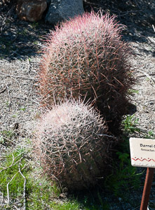 Ferocactus cylindraceus (compass barrel, fishhook cactus, barrel cactus, California barrel cactus, biznaga, cliff barrel cactus, compass cactus, desert barrel cactus, golden-spined barrel cactus, le conte barrel cactus, spiny barrel cactus)